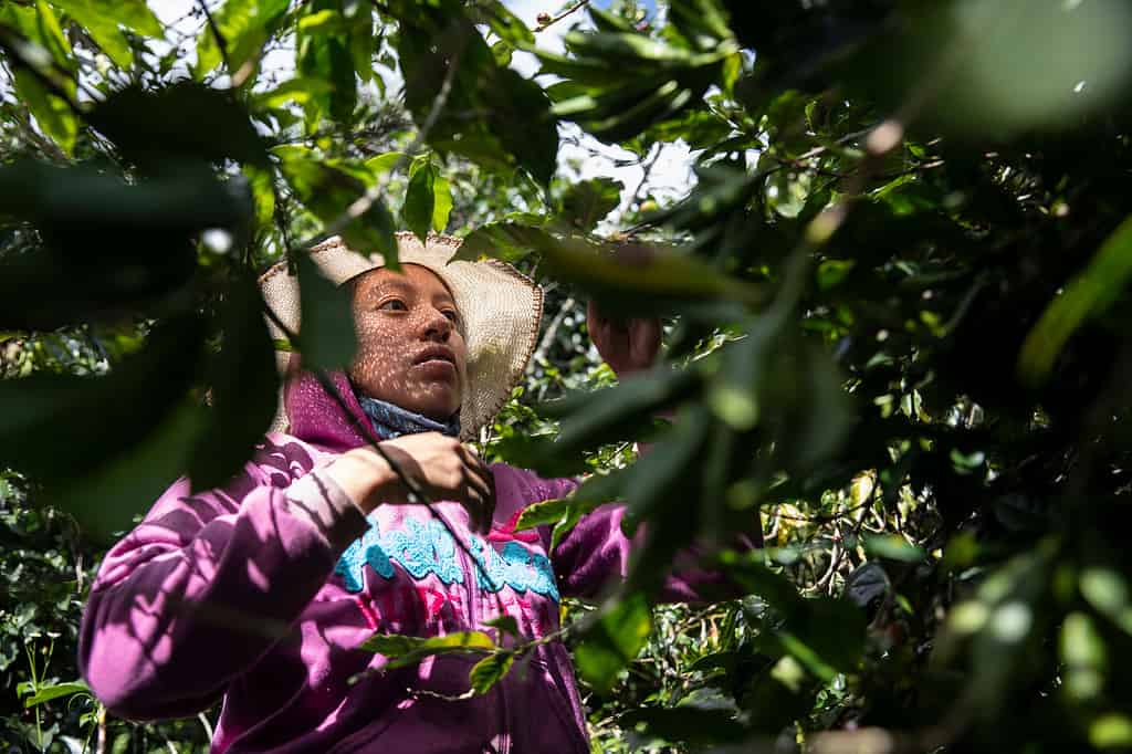Woman carefully inspects coffee beans for harvest in Colombia