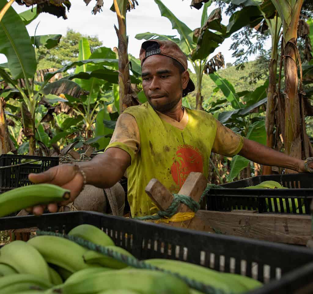 Man sorts plantains into crates on a banana farm in Colombia