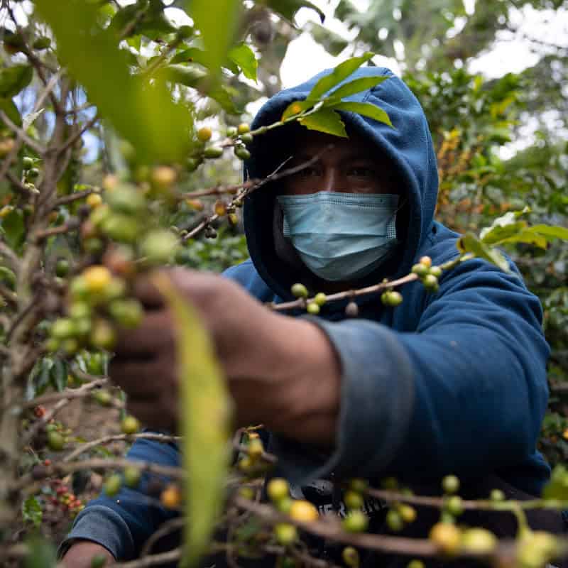 Man inspects and picks coffee beans on Coffee farm in Colombia