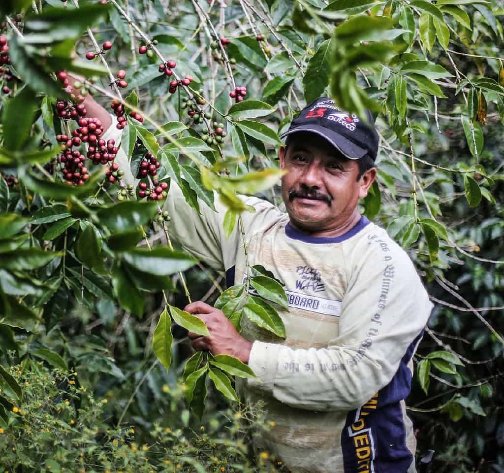 Farmer carefully examines and picks coffee beans on Colombian farm
