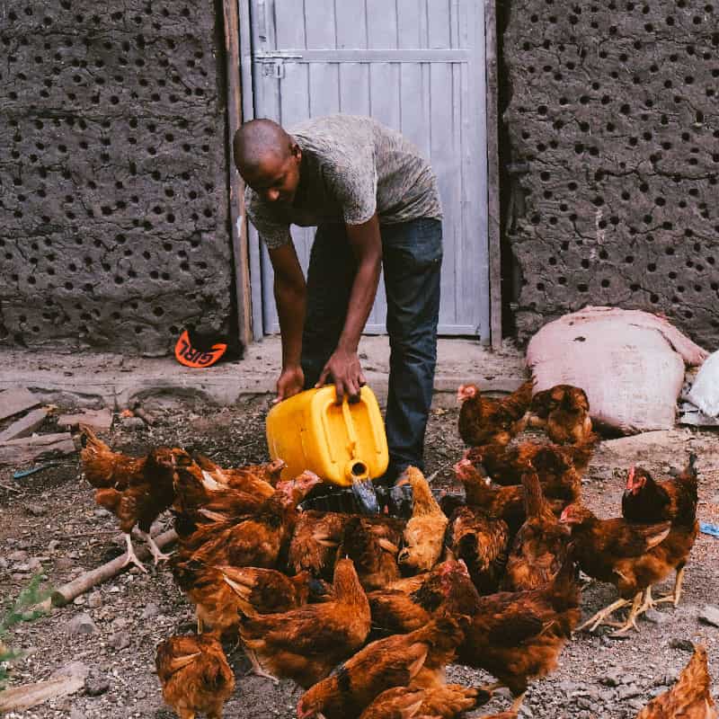 Man pours water from jug to a tub for Chickens to drink on East African farm