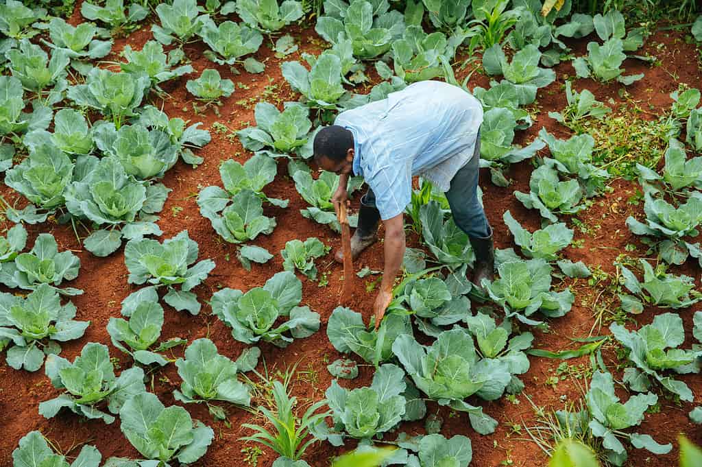 Man tends to a large crop field in East Africa