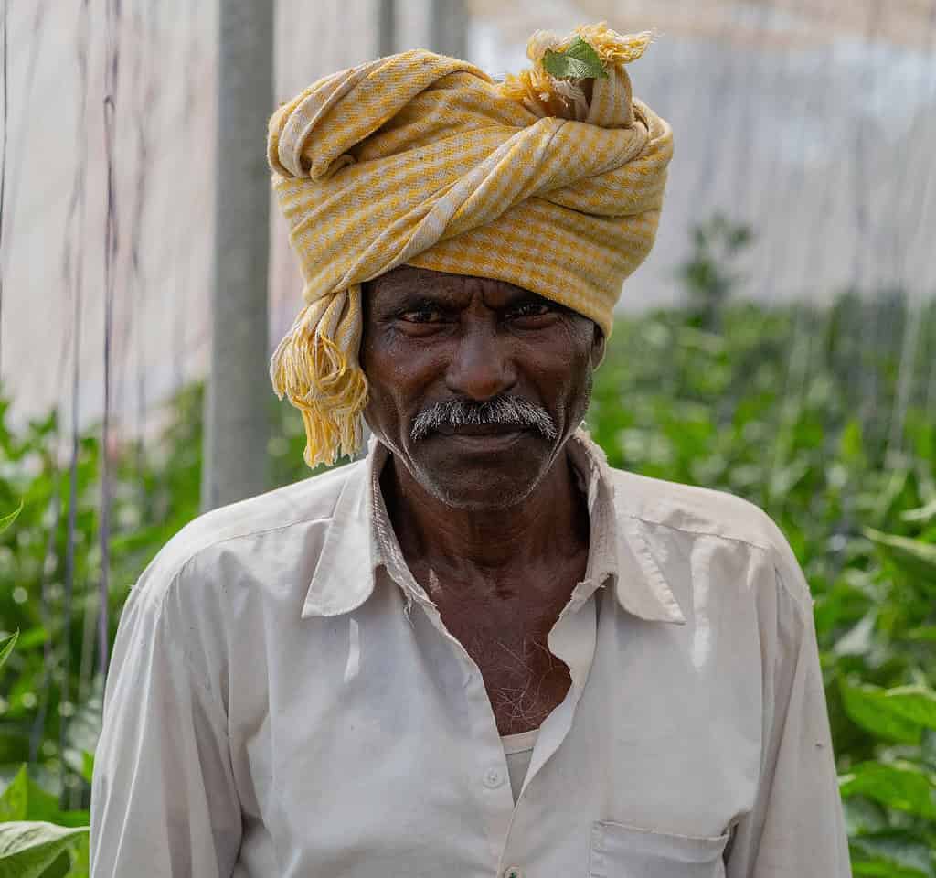 Farmer stares intently within a Kheyti greenhouse in India