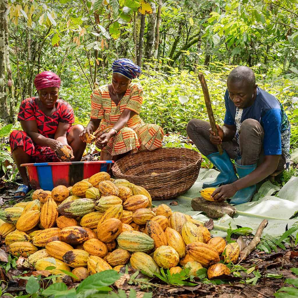 Farmers crack open Cocoa pods and remove seed to dry; Photo Credit: Juergen Sauer, Munich