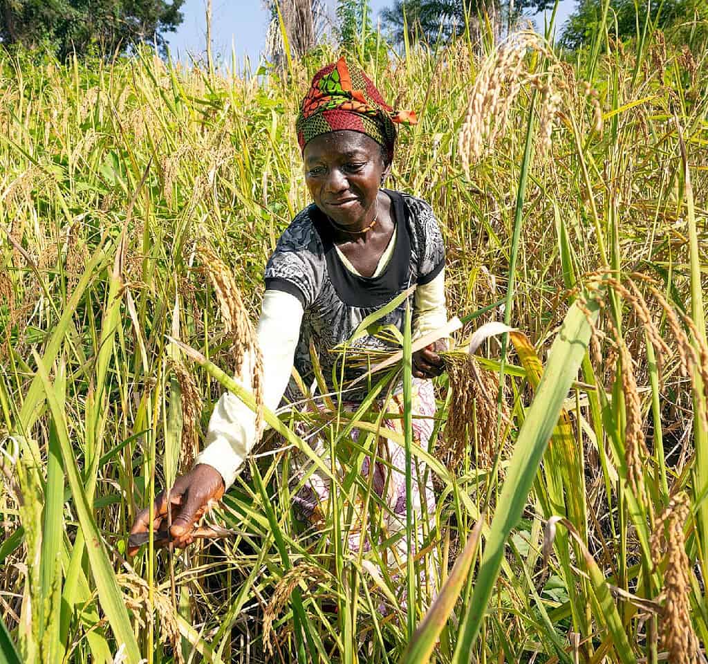Woman picks ripe grain stalks from field in West Africa; Photo Credit: Juergen Sauer, Munich