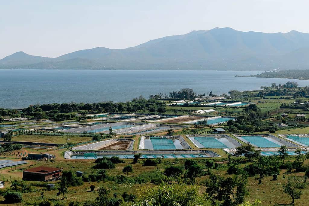 A landscape shot of East African fish farm on edge of large lake