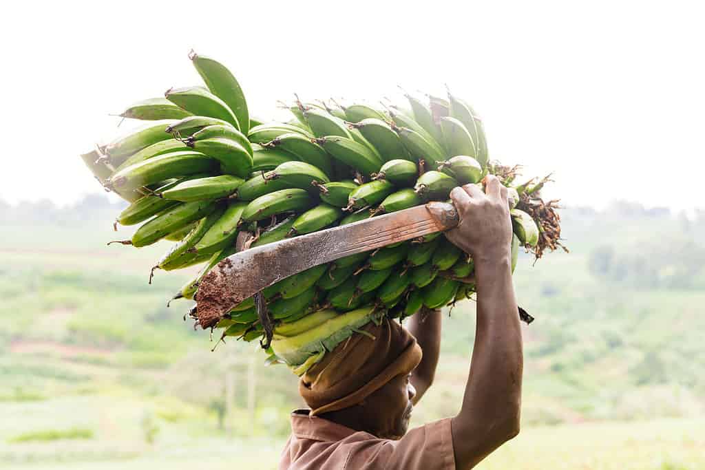 Man carries a machete and a bushel of bananas over his head through a field in East Africa