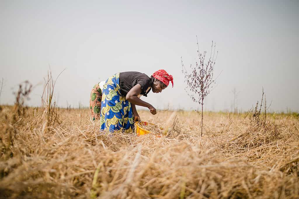 Woman picks plants in arid field in West Africa