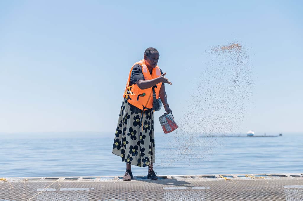 Woman feeds fish on lakefront fishing farm in Kenya