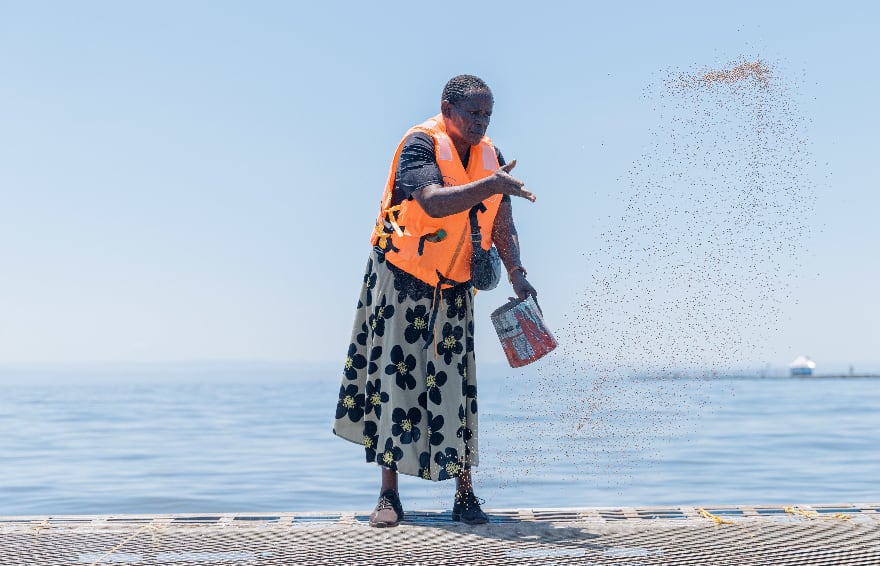 Women throws fish feed into a fish farm along Kenyan lake