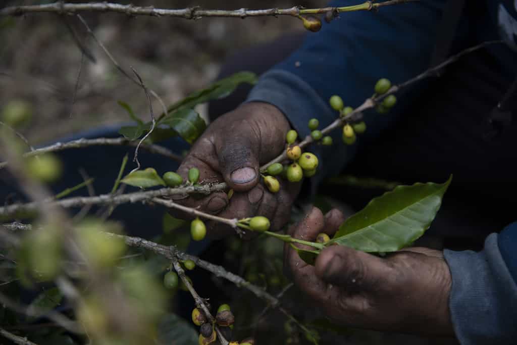 Farmer's hand grasps branch of coffee beans in Colombia