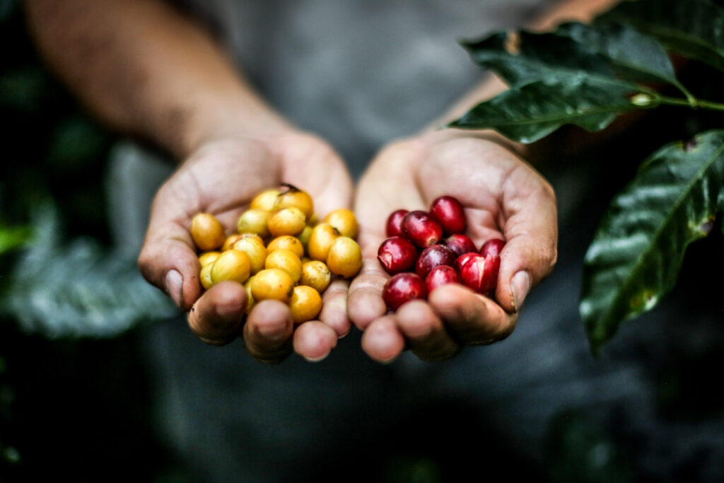Two hands in a tropical garden hold out freshly picked red and yellow coffee beans