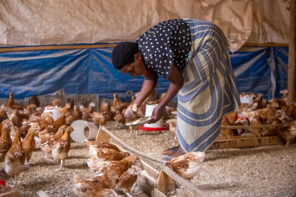 Women spread feed for chickens in a East African chicken farm