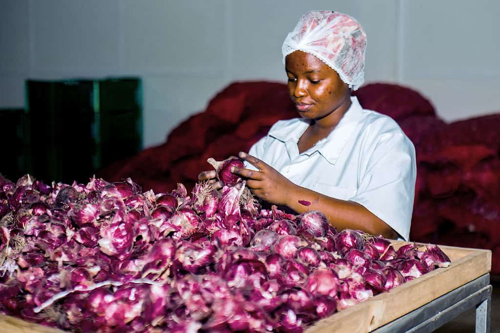Woman carefully inspects onions in a East African produce processing facility