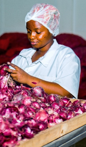 Women inspects and sort onions at a agricultural packing facility