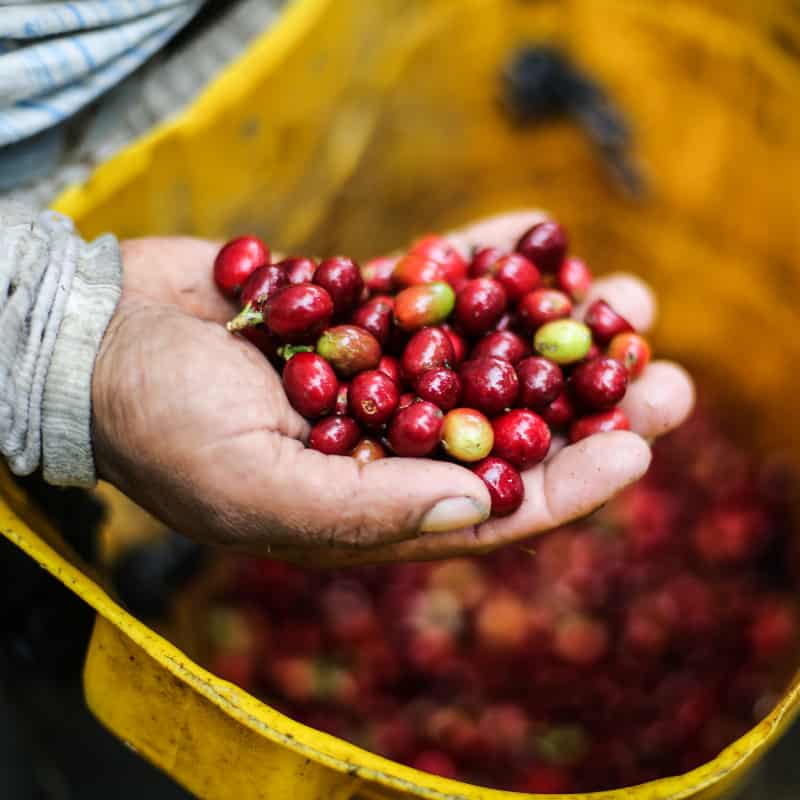 Hand hold coffee beans above larger bucket of coffee beans in Colombia