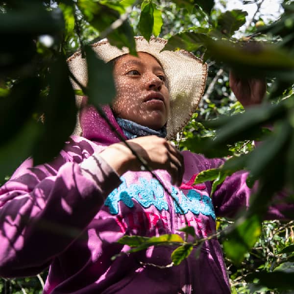 Woman farmer tending to crop field in Colombia