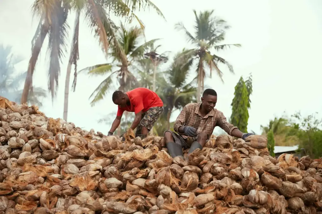 Two men inspect and sort coconuts while sit and standing on a large mound of coconuts