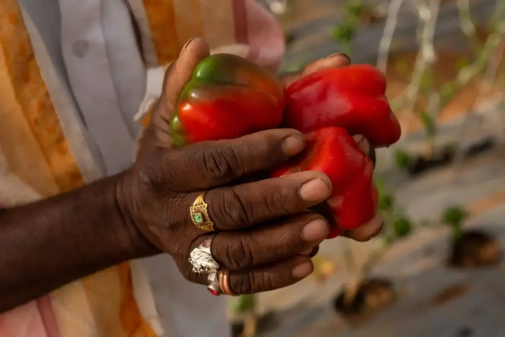 Farmer's hands hold ripe red peppers in a greenhouse enclosure