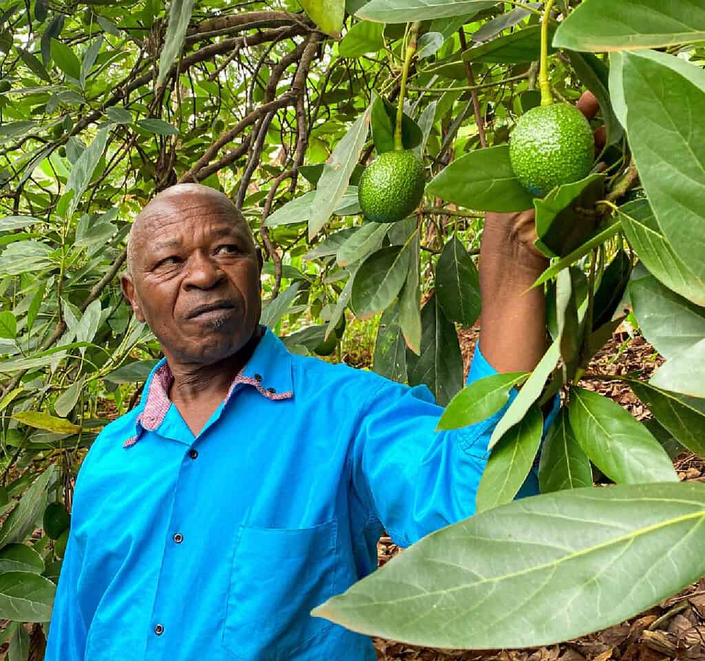 Farmer inspects avocados East African farm