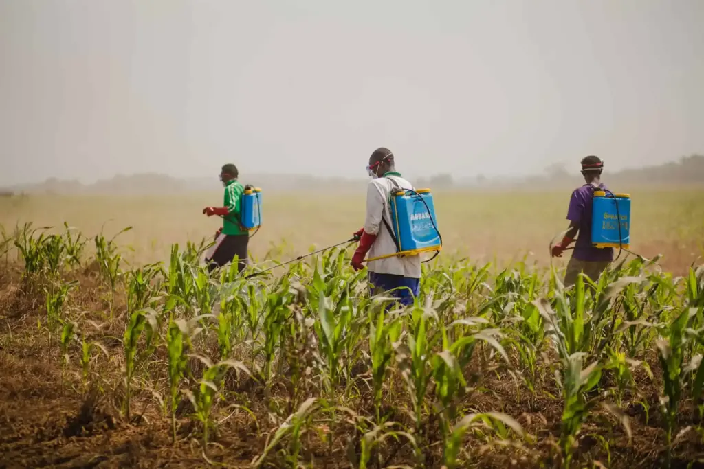 Group of workers spray pesticides in a West African crop field