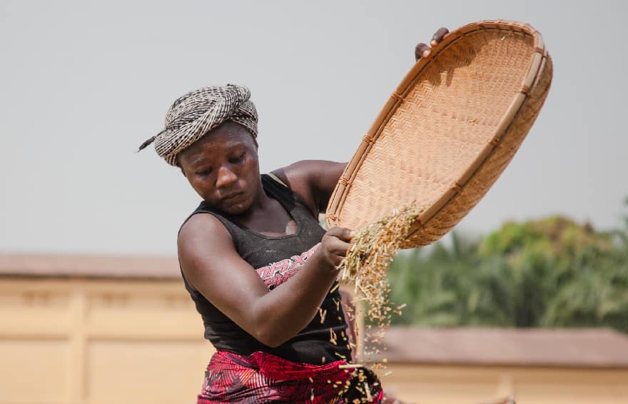 Woman emptying a basket of grain into a larger pile