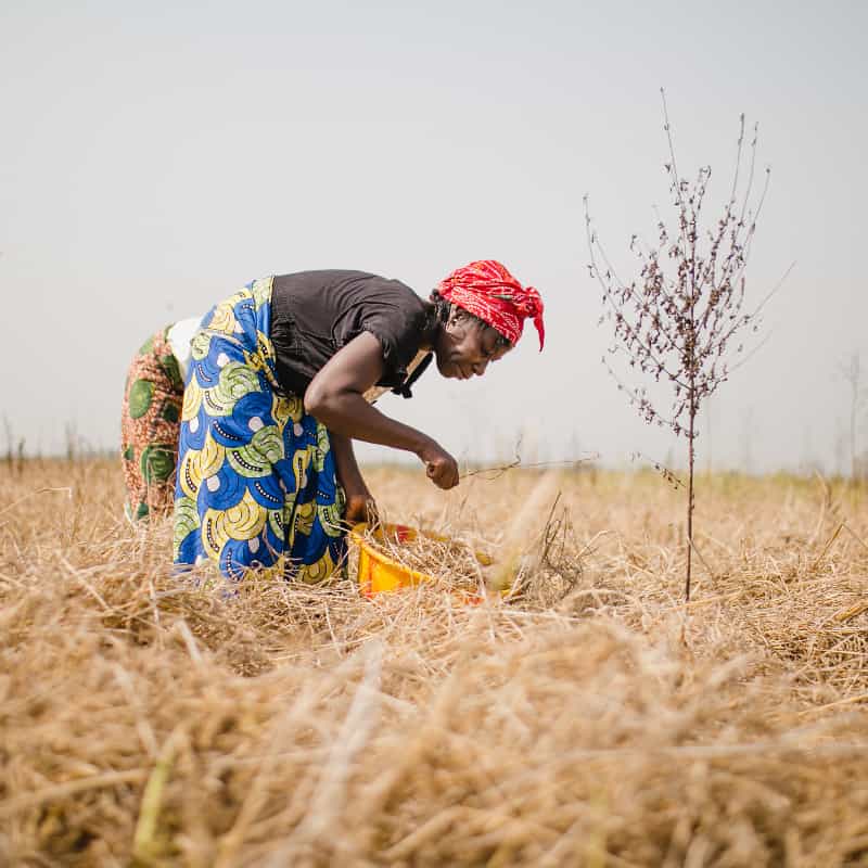 Woman picks plants in arid field in West Africa