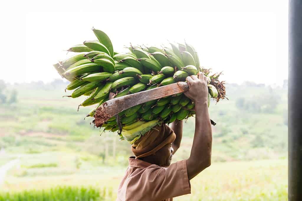 Man carries a machete and a bushel of bananas over his head through a field in East Africa