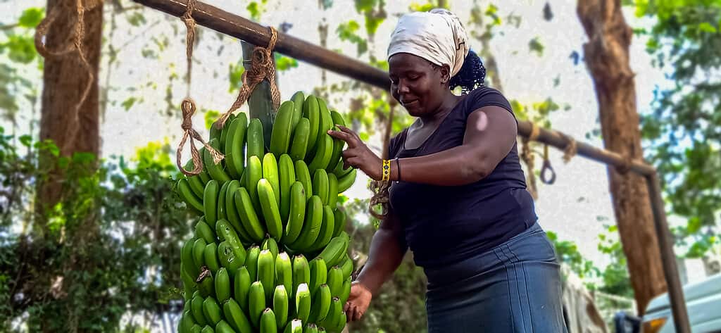 Woman tends to banana bunch