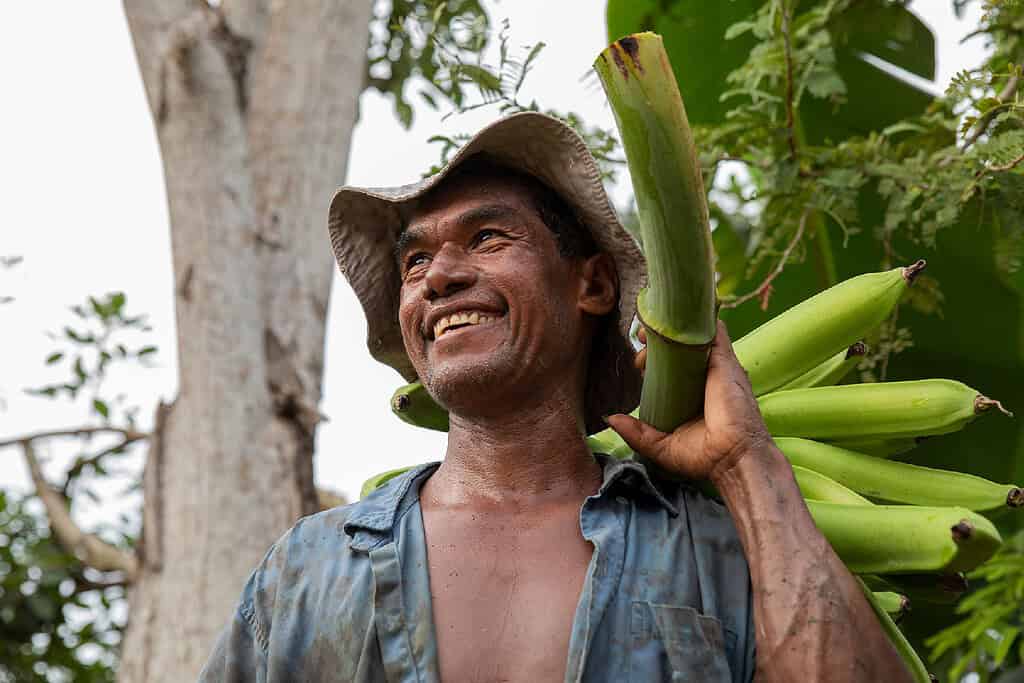 Man cheerfully smiles while carrying a banana bunch through a clearing