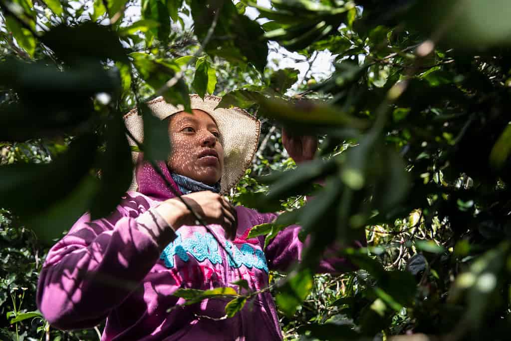 Woman farmer tending to crop field in Colombia