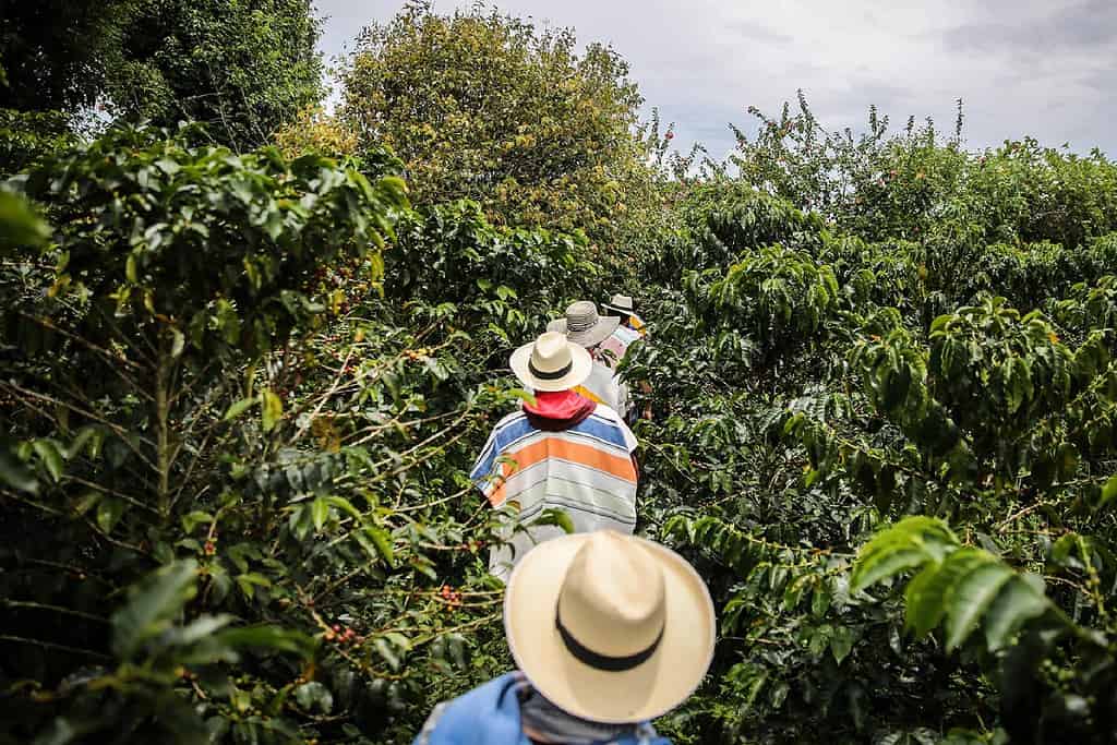 Group of farmers walk through luscious foliage in Colombia