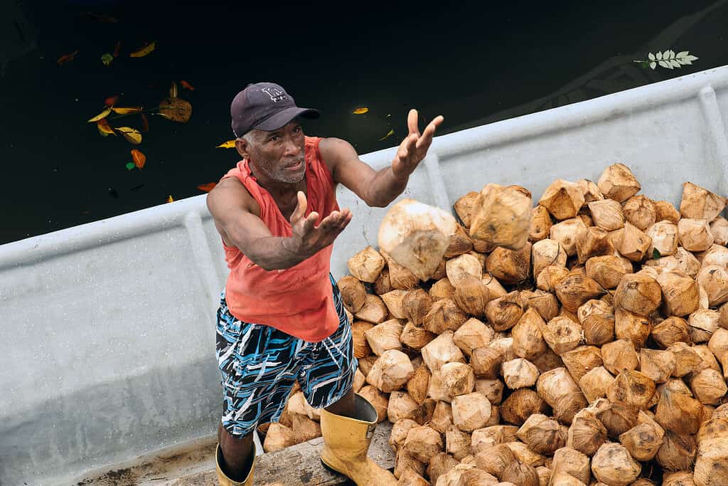 Man throws coconuts from a boat to a dry dock in Colombia