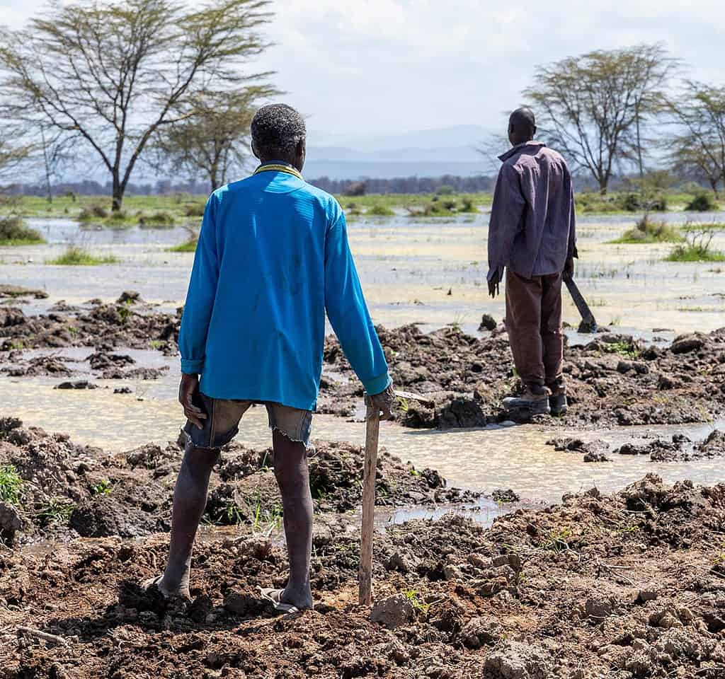 Two farmers walk through flooded field along Lake Naivasha in Kenya