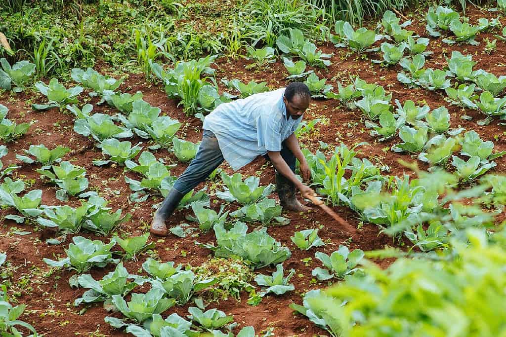 Man tends to a large crop field on hill in East Africa