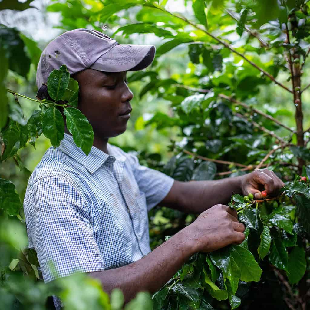 Man carefully picks berries from trees in East African farm