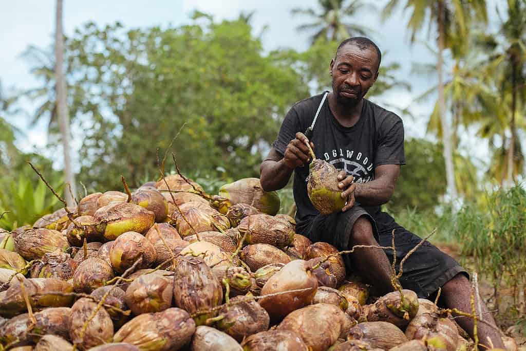 Man inspects and cleans coconuts while sitting on large coconut mound