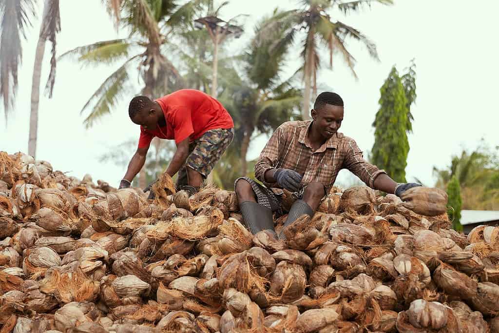Two men inspect and sort coconuts while sit and standing on a large mound of coconuts