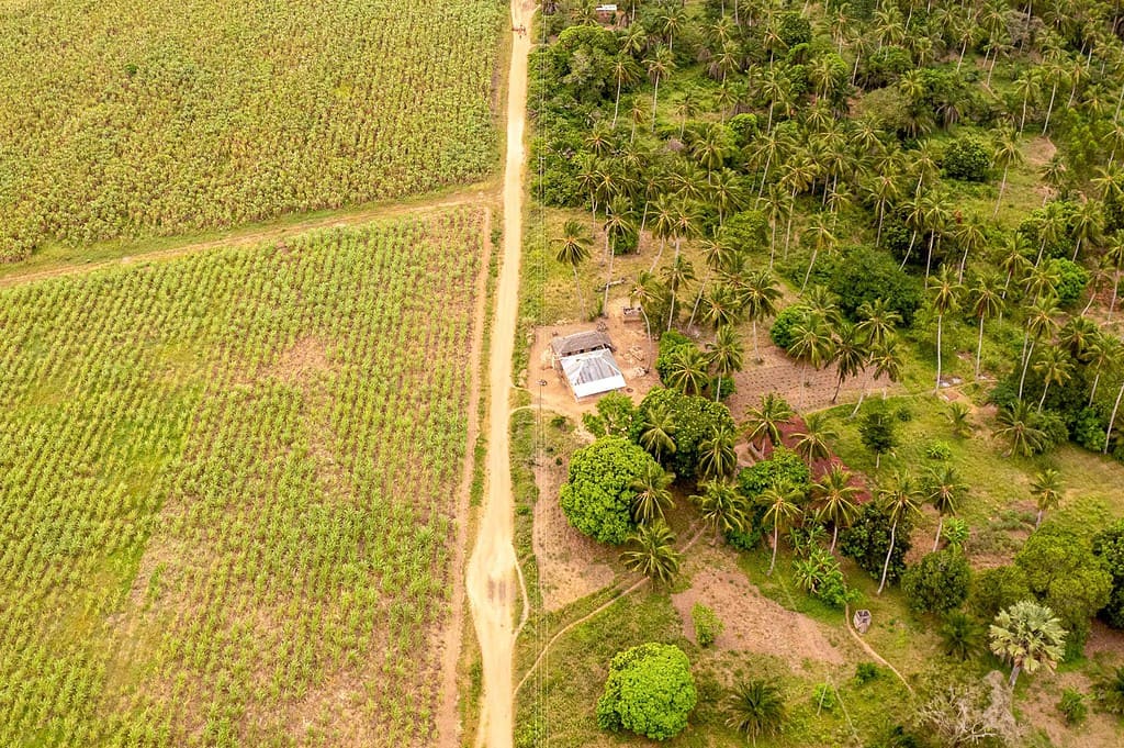 Aerial shot of a country road surrounded by greenery leading to a Kenyan coconut farm