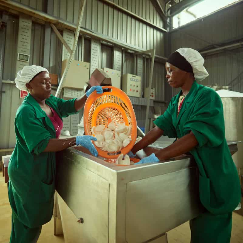 Two workers place coconut meat into machine to be ground in a East African processing facility