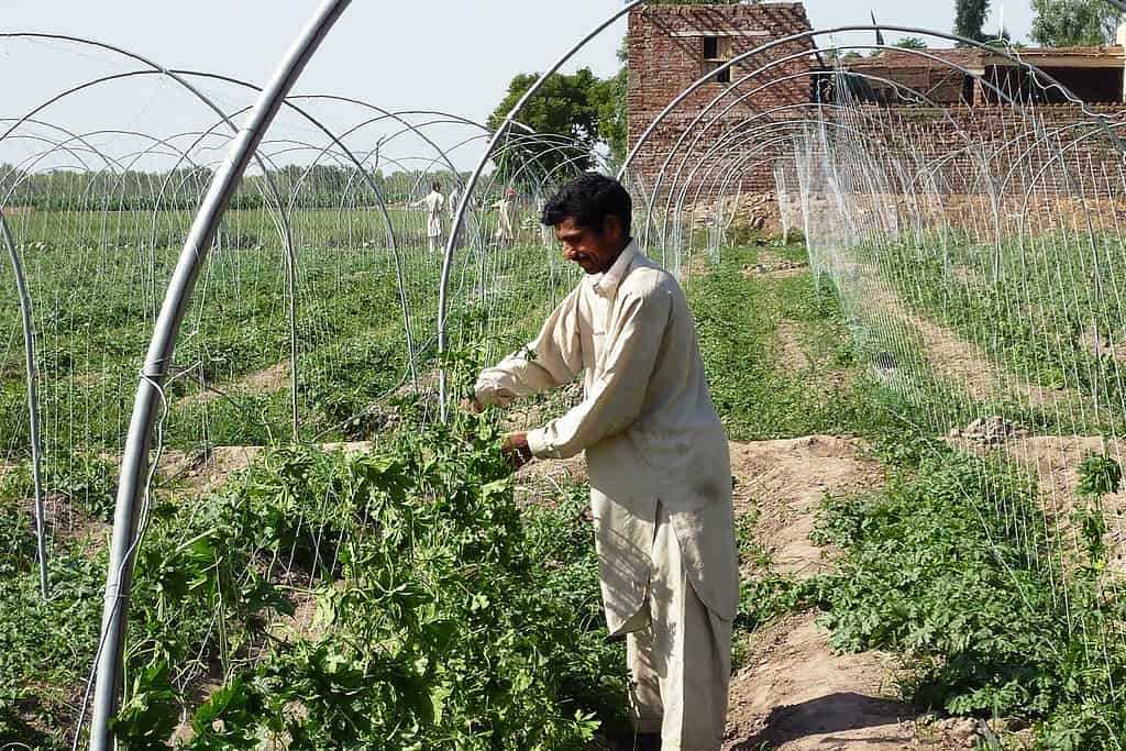 Man tends to crops on Pakistani farm