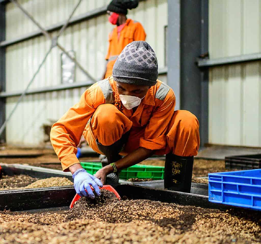 Worker carefully spreads organic matter to dry for processing to fertilizer in East African facility