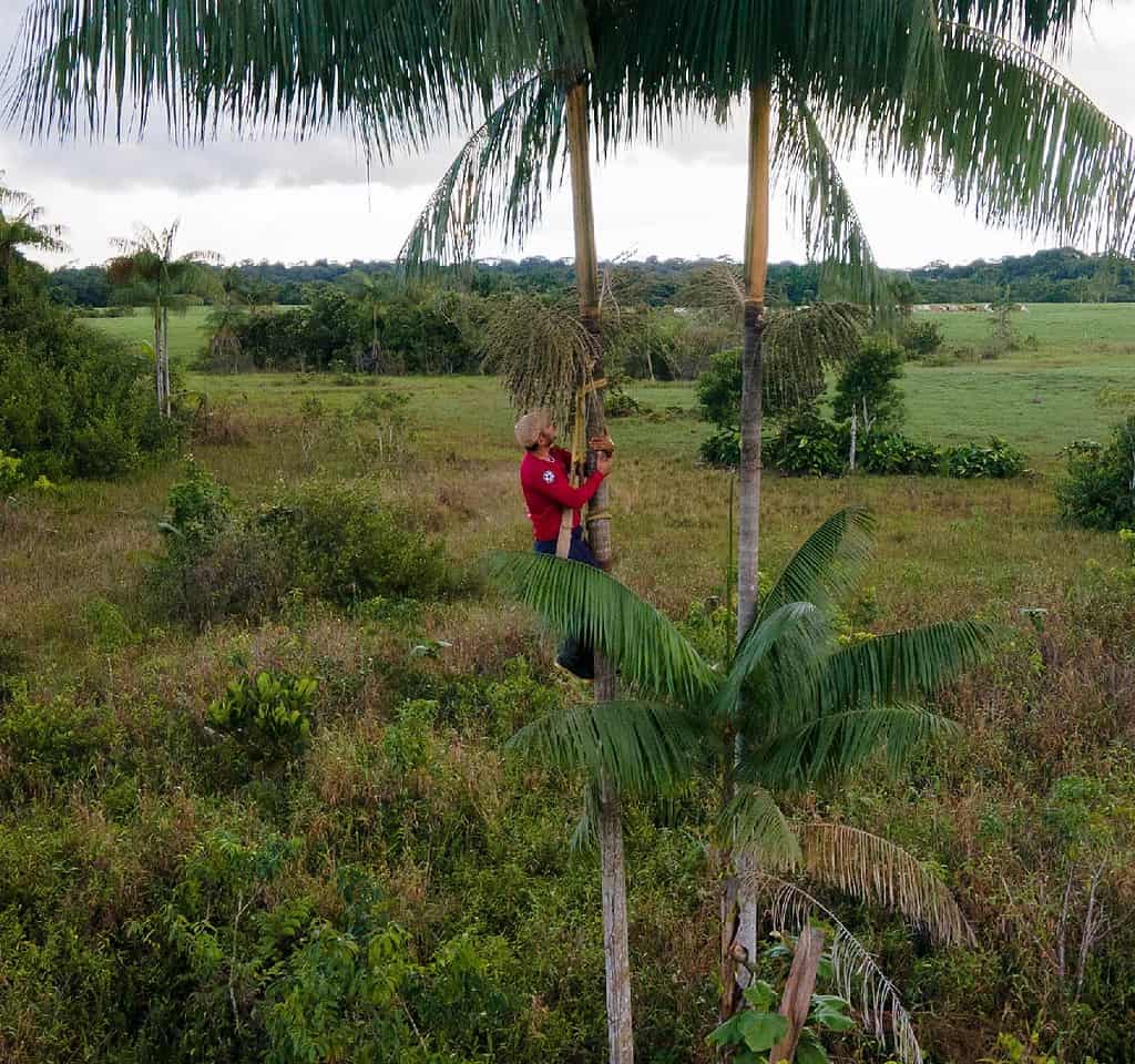 Man carefully scales coconut tree to harvest coconuts in Colombia