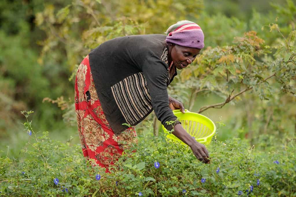 Woman cultivates and picks flowers on East Africa farm