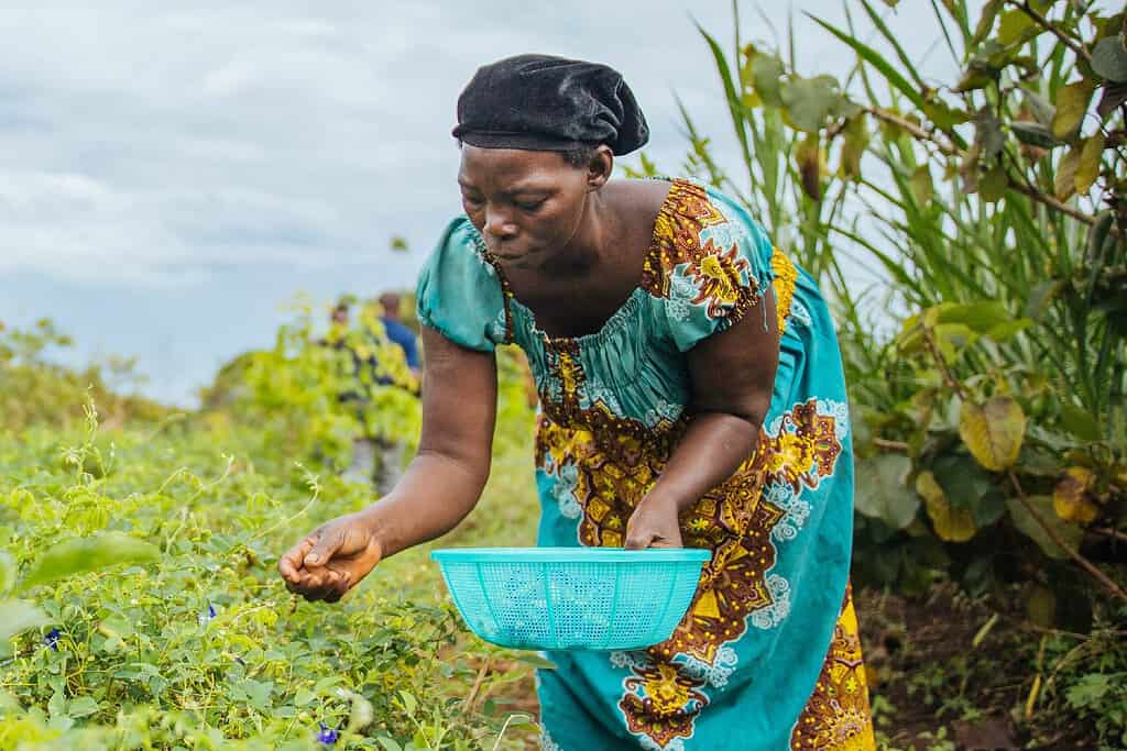 Woman picks flowers from bush in West African farm