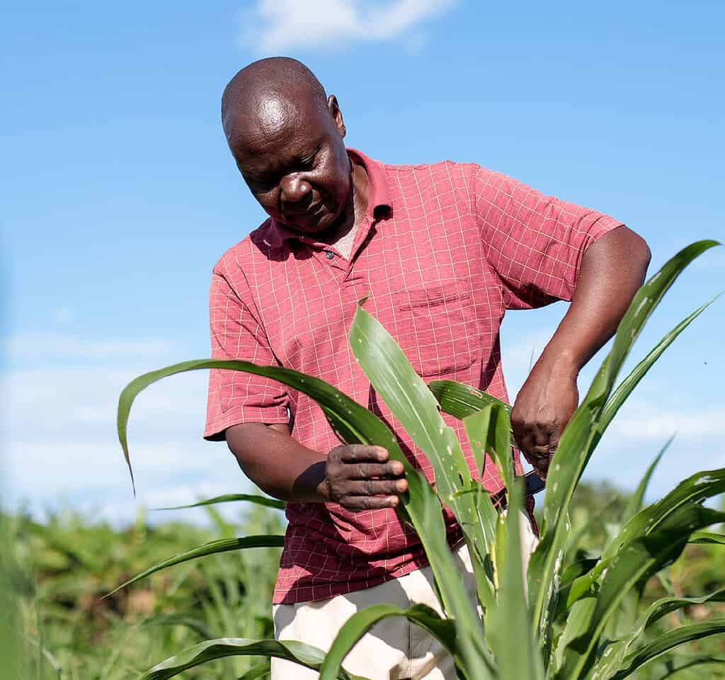 Farmer carefully checks plant on East African farm