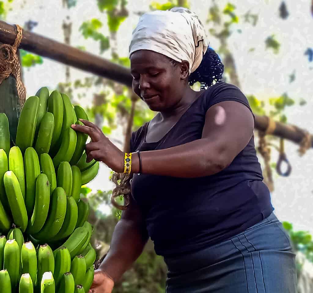 Women checking a bushel of bananas in East Africa