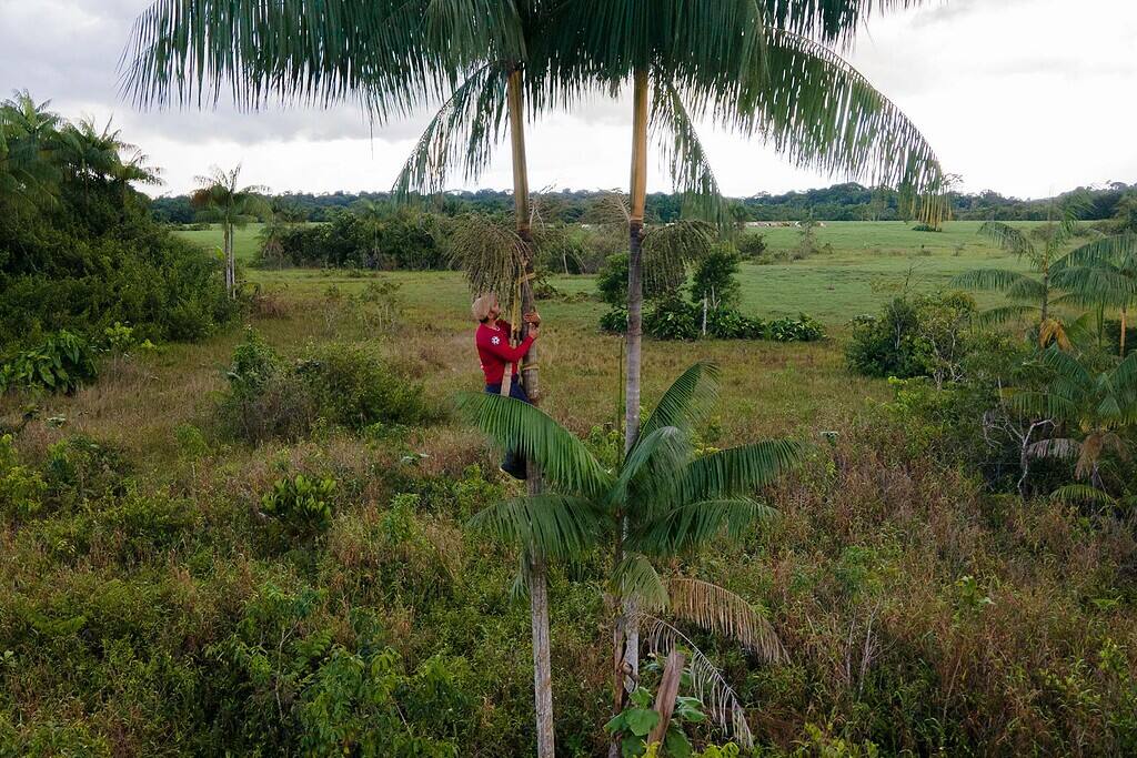 Man climbs a tropical tree using a harness in Colombia