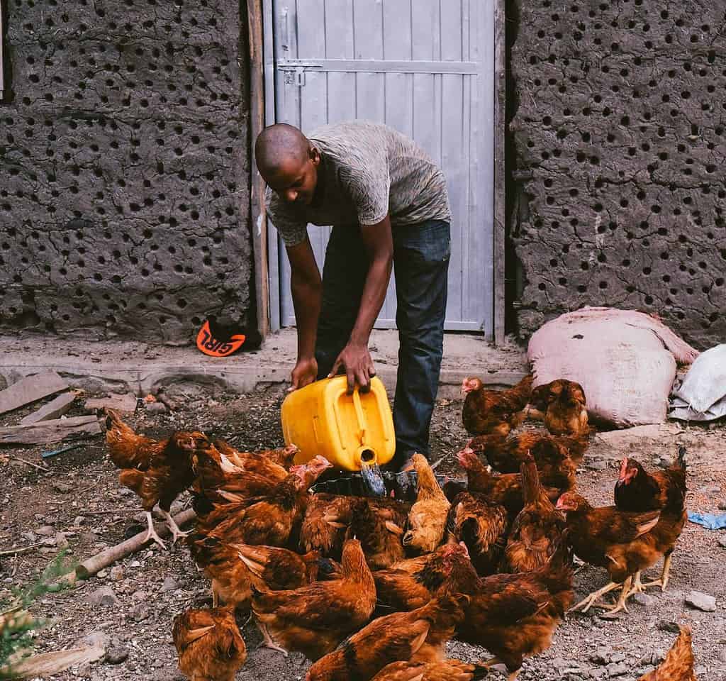 Man pours water from jug to a tub for Chickens to drink on East African farm