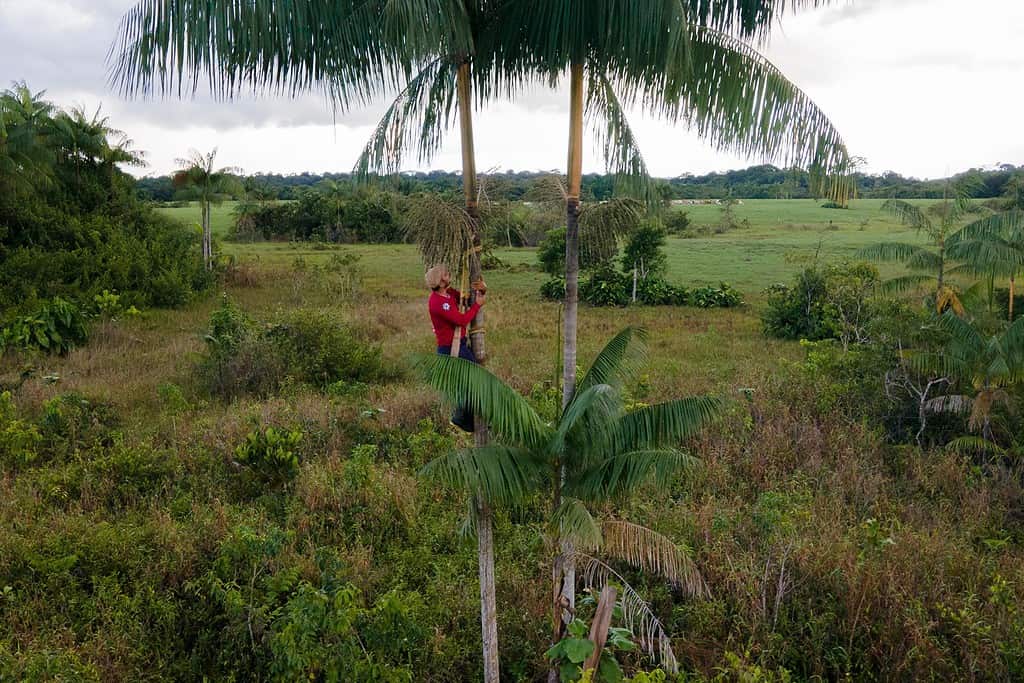 Man climbs a tropical tree using a harness in Colombia